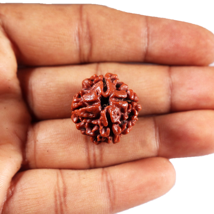 4 Mukhi Rudraksha from Nepal - Bead No. 443