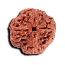 Load image into Gallery viewer, 4 Mukhi Rudraksha from Nepal - Bead No. 366
