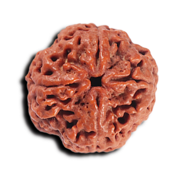4 Mukhi Rudraksha from Nepal - Bead No. 366