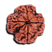 Load image into Gallery viewer, 4 Mukhi Rudraksha from Nepal - Bead No.371
