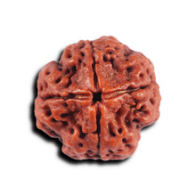 Load image into Gallery viewer, 4 Mukhi Rudraksha from Nepal - Bead No.372
