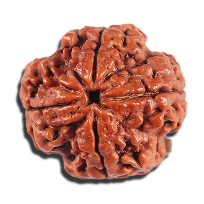 4 Mukhi Rudraksha from Nepal - Bead No. 391
