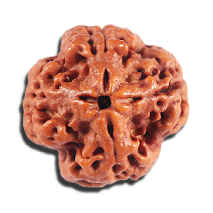 4 Mukhi Rudraksha from Nepal - Bead No. 394