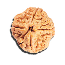 Load image into Gallery viewer, 4 Mukhi Rudraksha from Nepal - Bead No. 405
