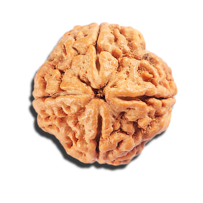 4 Mukhi Rudraksha from Nepal - Bead No. 408