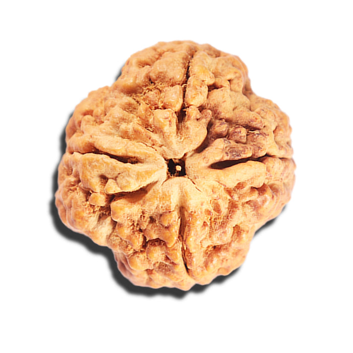 4 Mukhi Rudraksha from Nepal - Bead No. 410