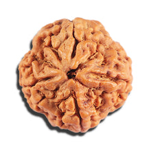 Load image into Gallery viewer, 4 Mukhi Rudraksha from Nepal - Bead No. 414
