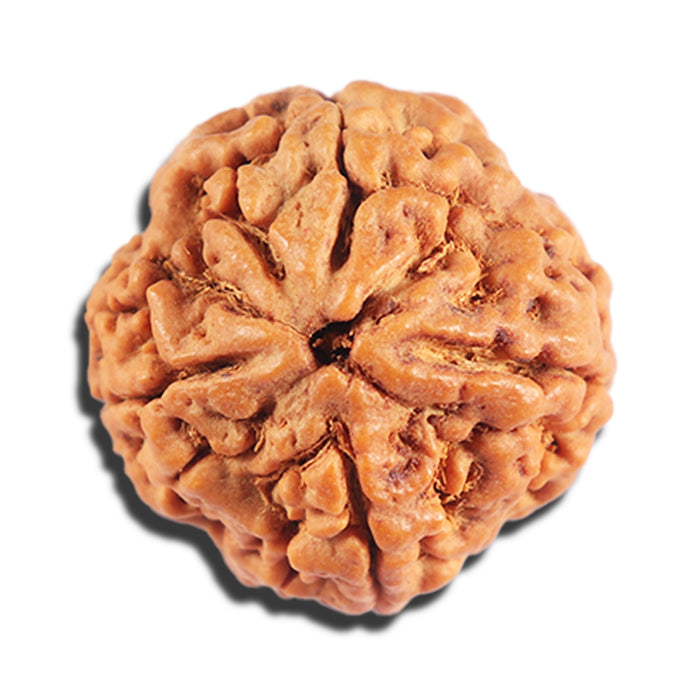 4 Mukhi Rudraksha from Nepal - Bead No. 414