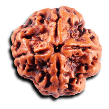 Load image into Gallery viewer, 4 Mukhi Rudraksha from Nepal - Bead No.416
