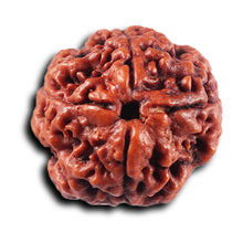 Load image into Gallery viewer, 4 Mukhi Rudraksha from Nepal - Bead No. 420
