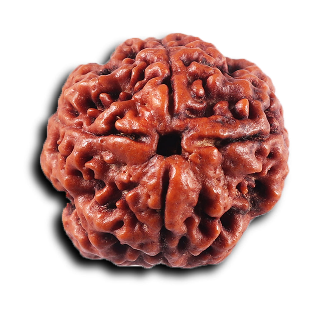 4 Mukhi Rudraksha from Nepal - Bead No. 420