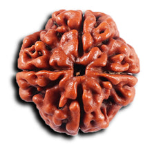 Load image into Gallery viewer, 4 Mukhi Rudraksha from Nepal - Bead No. 422
