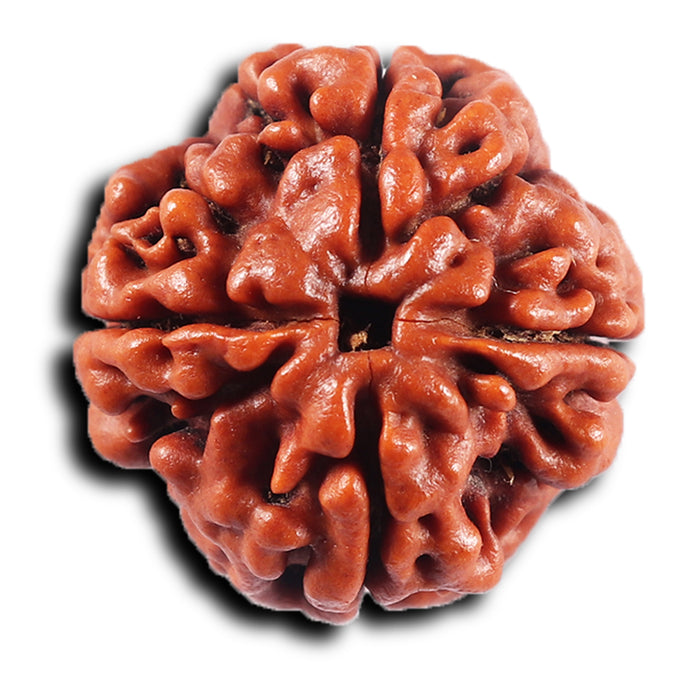 4 Mukhi Rudraksha from Nepal - Bead No. 422