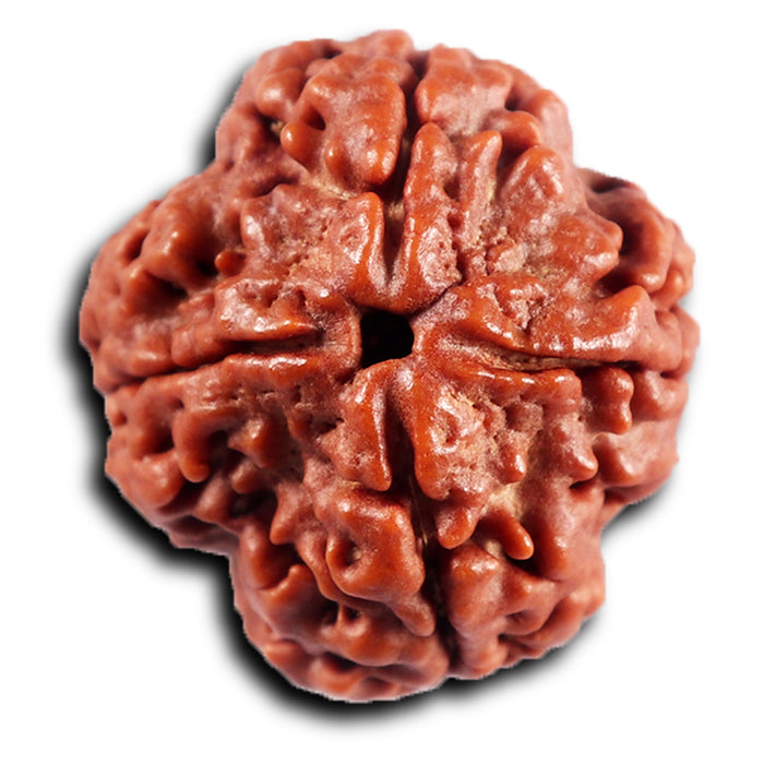 4 Mukhi Rudraksha from Nepal - Bead No. 425