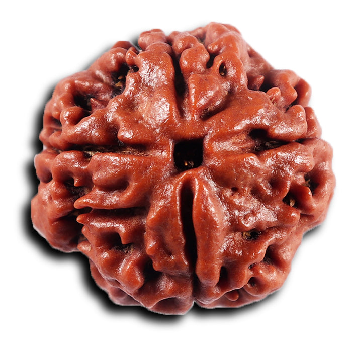 4 Mukhi Rudraksha from Nepal - Bead No. 433