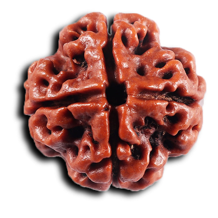 4 Mukhi Rudraksha from Nepal - Bead No. 438