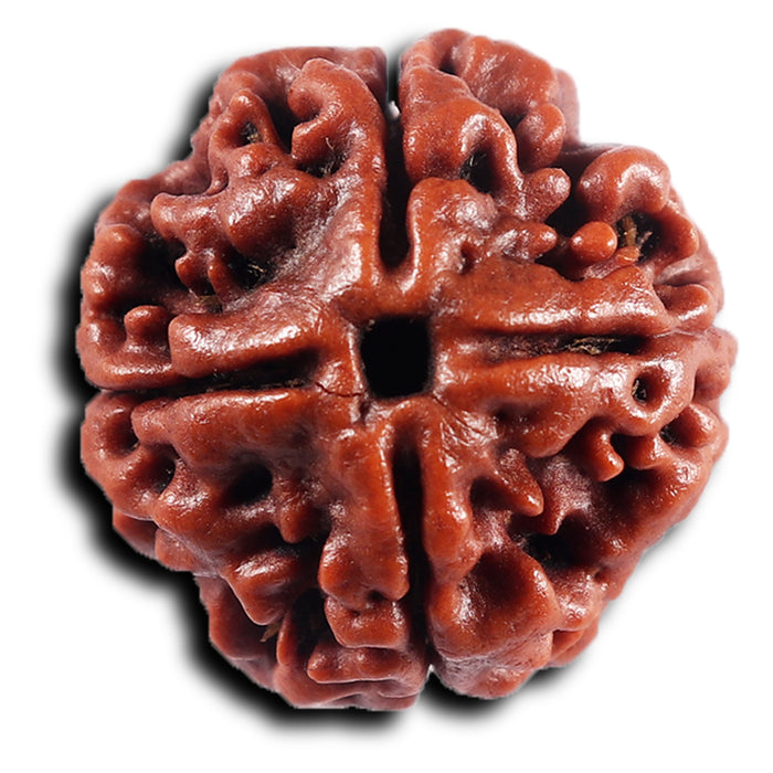 4 Mukhi Rudraksha from Nepal - Bead No.439