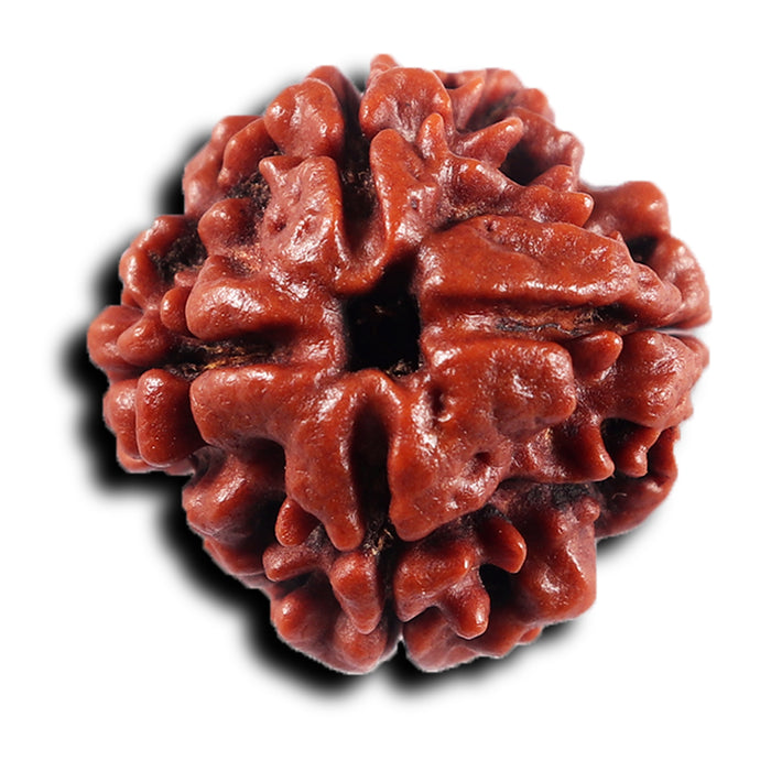 4 Mukhi Rudraksha from Nepal - Bead No. 443