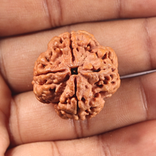 Load image into Gallery viewer, 4 Mukhi Rudraksha from Nepal - Bead No. 461
