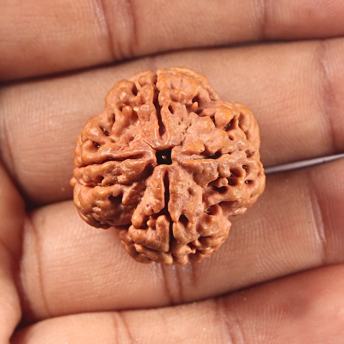 4 Mukhi Rudraksha from Nepal - Bead No. 461