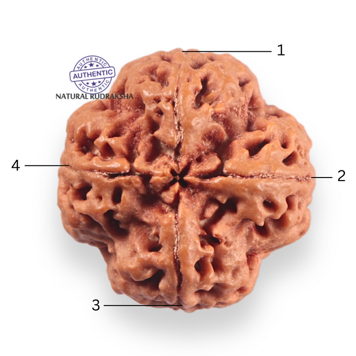 4 Mukhi Rudraksha from Nepal - Bead No. 464