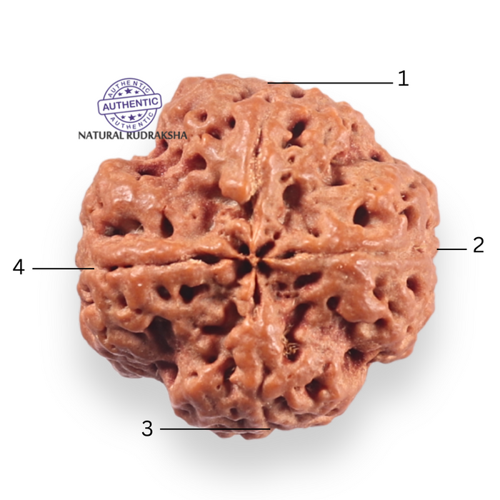 4 Mukhi Rudraksha from Nepal - Bead No. 465