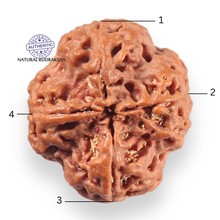Load image into Gallery viewer, 4 Mukhi Rudraksha from Nepal - Bead No. 466
