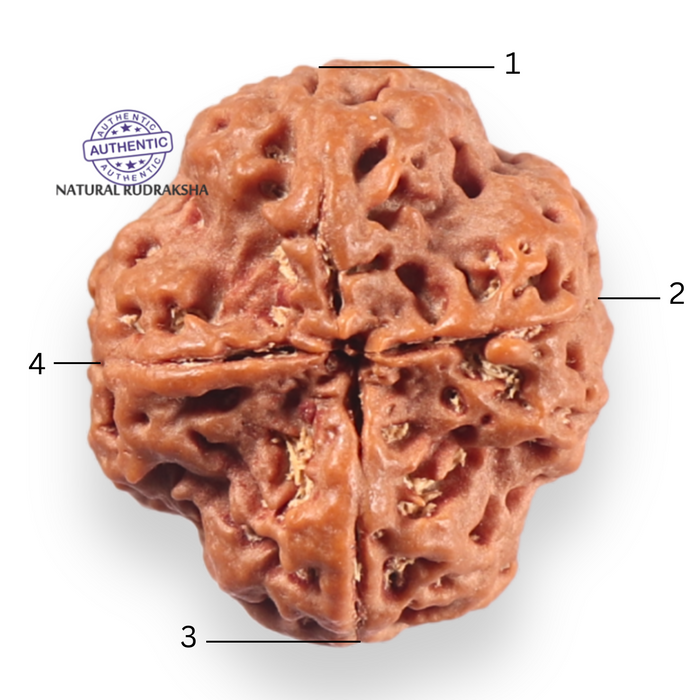 4 Mukhi Rudraksha from Nepal - Bead No. 466