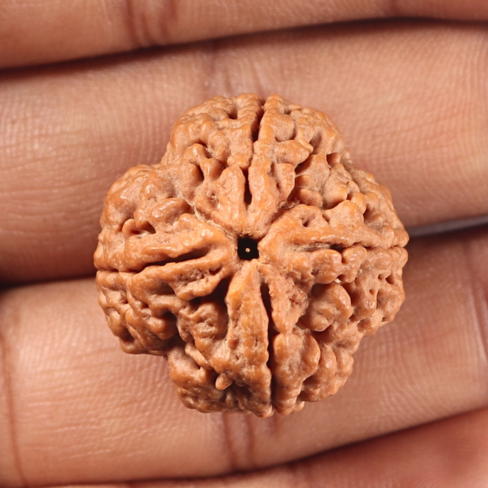 4 Mukhi Rudraksha from Nepal - Bead No. 467