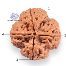 Load image into Gallery viewer, 4 Mukhi Rudraksha from Nepal - Bead No. 467
