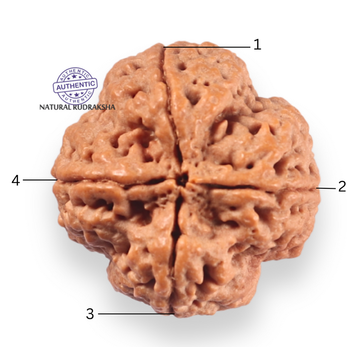 4 Mukhi Rudraksha from Nepal - Bead No. 467