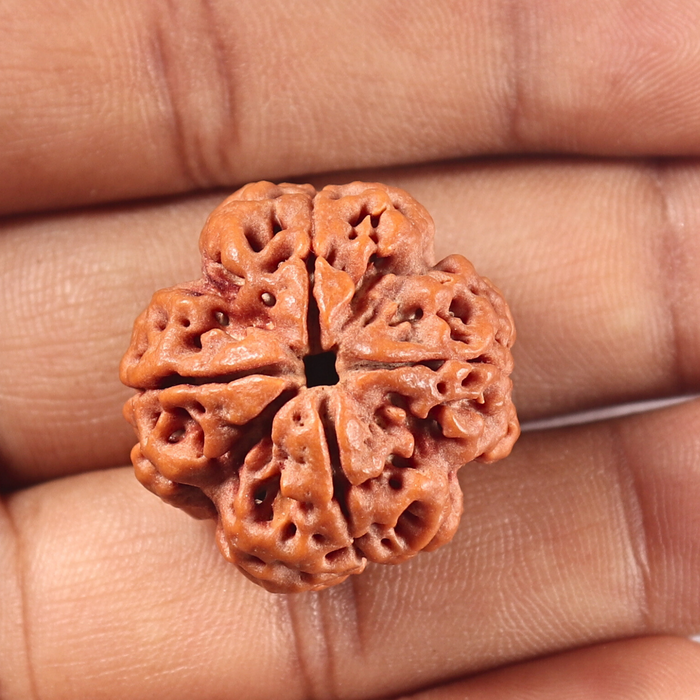 4 Mukhi Rudraksha from Nepal - Bead No. 468