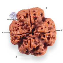 Load image into Gallery viewer, 4 Mukhi Rudraksha from Nepal - Bead No. 468
