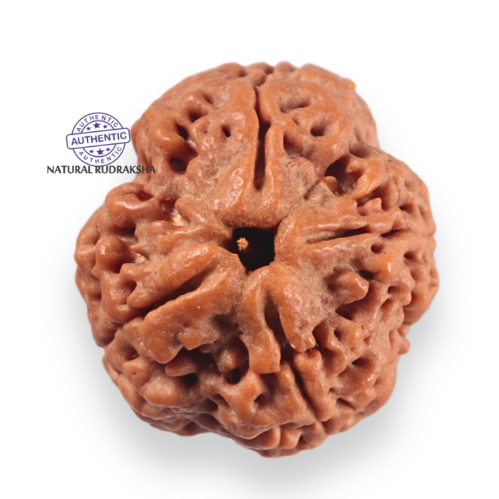 4 Mukhi Rudraksha from Nepal - Bead No. 469