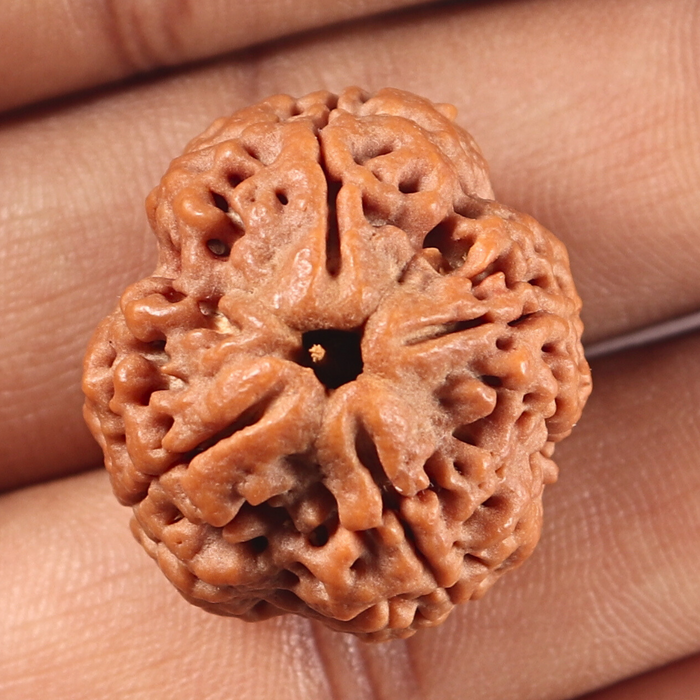 4 Mukhi Rudraksha from Nepal - Bead No. 469