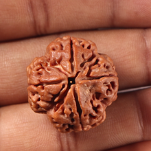 Load image into Gallery viewer, 4 Mukhi Rudraksha from Nepal - Bead No. 470
