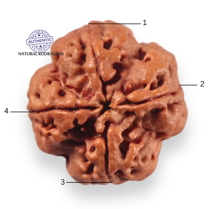 4 Mukhi Rudraksha from Nepal - Bead No. 470