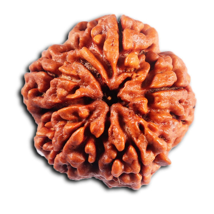 5 Mukhi Rudraksha from Nepal - Bead No.483