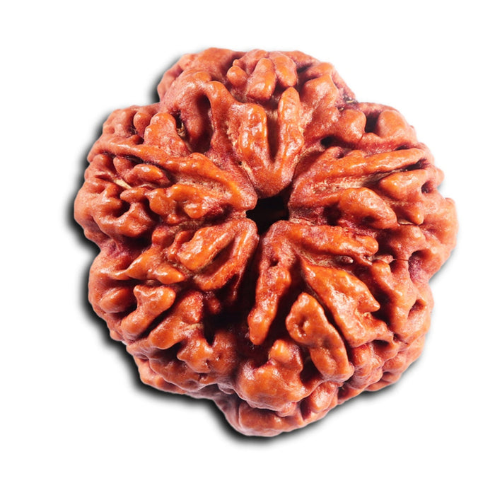5 Mukhi Rudraksha from Nepal - Bead No. 488