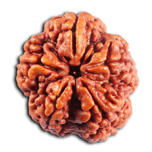 Load image into Gallery viewer, 5 Mukhi Rudraksha from Nepal - Bead No. 490

