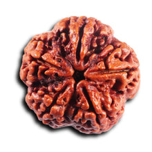 Load image into Gallery viewer, 5 Mukhi Rudraksha from Nepal - Bead No.493

