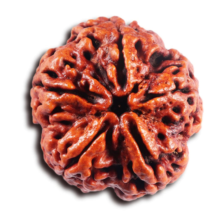 5 Mukhi Rudraksha from Nepal - Bead No.494