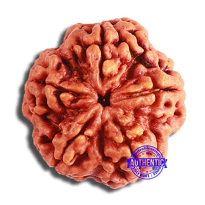 5 Mukhi Rudraksha from Nepal - Bead No. 371