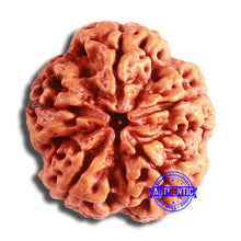 Load image into Gallery viewer, 5 Mukhi Rudraksha from Nepal - Bead No. 376
