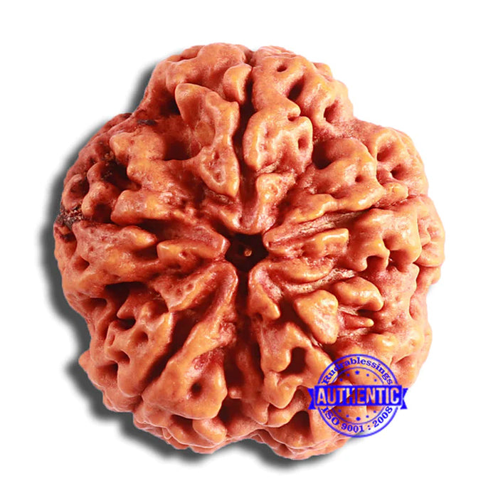 5 Mukhi Rudraksha from Nepal - Bead No. 376