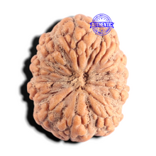 Load image into Gallery viewer, 10 Mukhi Rudraksha from Indonesia - Bead No. 5
