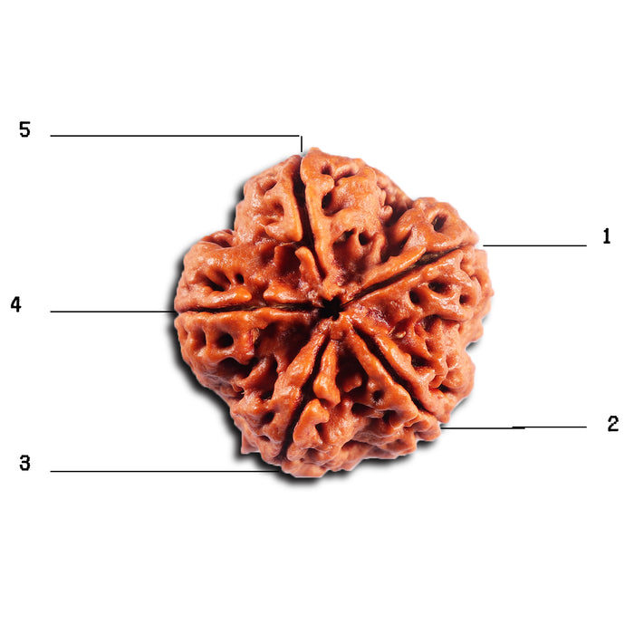 5 Mukhi Rudraksha from Nepal - Bead No.483