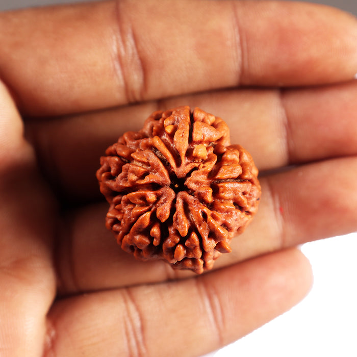 5 Mukhi Rudraksha from Nepal - Bead No.483