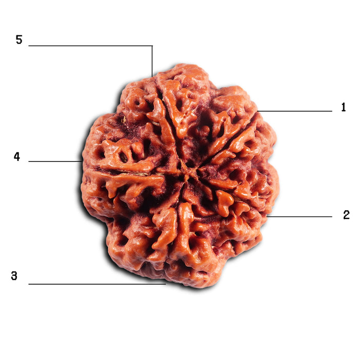 5 Mukhi Rudraksha from Nepal - Bead No. 488