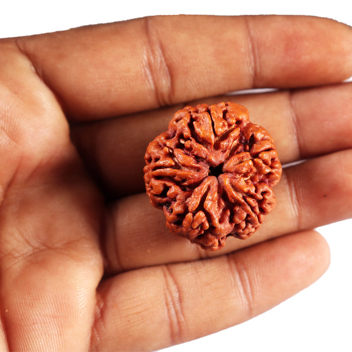 5 Mukhi Rudraksha from Nepal - Bead No. 488